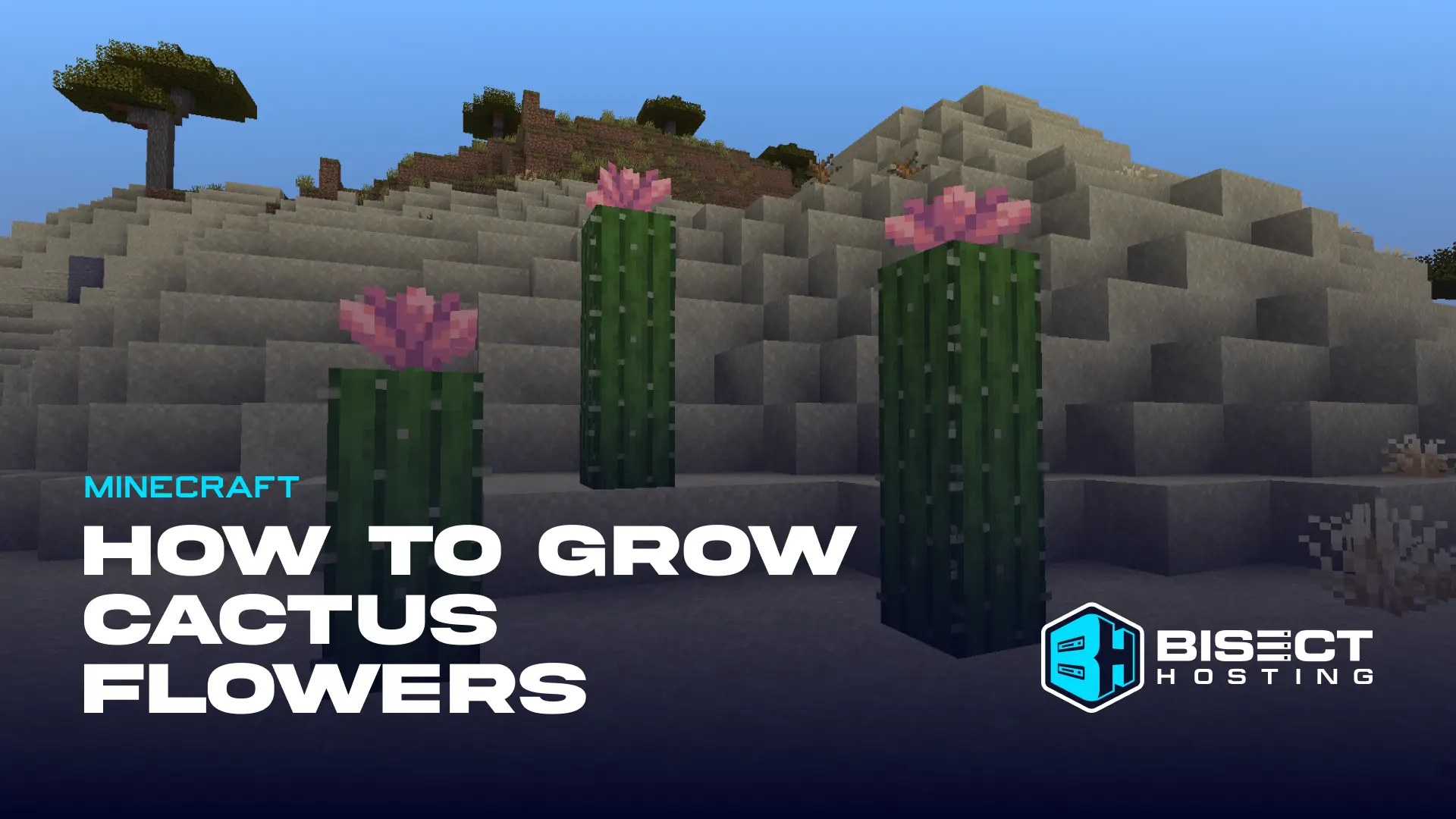 How to Grow Cactus Flowers in Minecraft